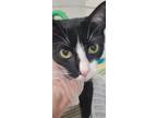 Adopt Theodore a Domestic Short Hair