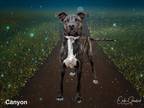 Adopt CANYON a Mixed Breed