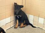 Adopt TARZAN a Mixed Breed