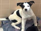 Adopt CHARMING a Mixed Breed