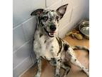 Adopt DASH a Australian Cattle Dog / Blue Heeler, Australian Shepherd