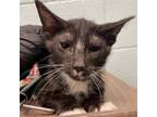 Adopt Donis a Domestic Short Hair
