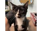 Adopt Donny a Domestic Short Hair