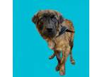 Adopt Michelangelo a Chow Chow, Shepherd