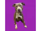 Adopt TUSC-Stray-tu813 a Pit Bull Terrier