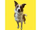 Adopt Kermit a Border Collie