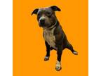 Adopt TUSC-Stray-tu815 a Pit Bull Terrier