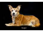 Adopt Jasper a Corgi