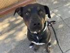 Adopt BAZ a Rottweiler