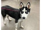 Adopt WILLY a Siberian Husky, Mixed Breed