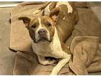 Adopt SCOFIELD a Pit Bull Terrier, Mixed Breed