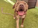 Adopt STEVIE a Pit Bull Terrier