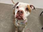 Adopt PERRY a Pit Bull Terrier, Mixed Breed