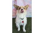 Adopt Tooky a Jack Russell Terrier