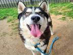 Adopt KAI a Siberian Husky, Mixed Breed