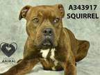 Adopt SQUIRREL a Pit Bull Terrier, Mixed Breed
