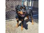 Adopt BRADY a Rottweiler