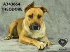 Adopt THEODORE a Pit Bull Terrier