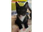 Adopt Sylvester a American Shorthair
