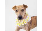 Adopt Mana a Whippet