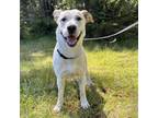 Adopt Goliath a Mixed Breed