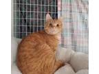 Adopt Albert Edward 2 chips a Domestic Short Hair