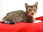 Adopt SULLY a Abyssinian, Domestic Short Hair