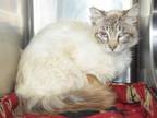 Adopt KAITO (GARDEN CAT) a Himalayan, Domestic Short Hair