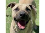 Adopt Rufus - ECAS a Mastiff, Pit Bull Terrier