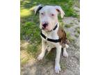 Adopt Blueberry a Catahoula Leopard Dog, American Bully