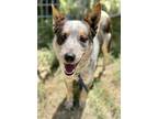Adopt A237694 a Australian Cattle Dog / Blue Heeler, Mixed Breed
