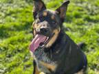 Adopt CHASE a German Shepherd Dog, Australian Cattle Dog / Blue Heeler