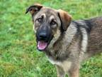 Adopt JAKE a Leonberger, Mixed Breed