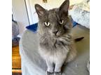 Adopt Blueberry a Domestic Long Hair