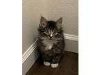 Adopt Payton a Norwegian Forest Cat