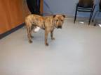 Adopt A1338363 a Pit Bull Terrier