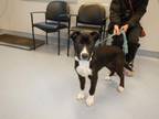 Adopt BRADY a Pit Bull Terrier, Bearded Collie