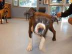 Adopt POPEYE a Pit Bull Terrier