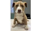 Adopt Thomas a Pit Bull Terrier, Mixed Breed