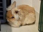 Adopt A188870 a Angora Rabbit