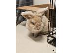 Adopt A188863 a Bunny Rabbit