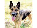Adopt Russell a German Shepherd Dog
