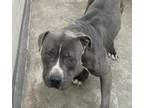Adopt SONIC a Pit Bull Terrier