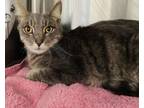 Adopt JERRY a Domestic Short Hair