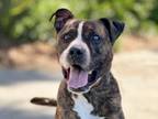 Adopt ACE a Mixed Breed