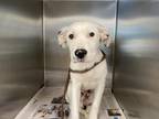 Adopt SPROUT a Mixed Breed