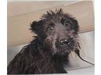 Adopt LINCOLN a Cairn Terrier, Mixed Breed