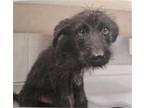 Adopt MICHAEL a Cairn Terrier, Mixed Breed
