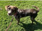 Adopt ROSS a Australian Cattle Dog / Blue Heeler