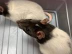 Adopt BONES a Rat